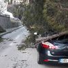 Jak olujni vjetar u Hercegovini lomio stabla: Jedna osoba povrijeđena, problemi u saobraćaju