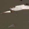 Srušio se teretni avion u Houstonu, traga se za tri člana posade