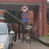 Konji prošetali Banjom Lukom, vozači bili na oprezu