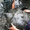 Umrla je jedna od najugroženijih kornjača na svijetu, ostale su još samo tri