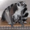 Pionirska dolina u Sarajevu bogatija za bebe lemura, eland antilope, lame i patuljastih koza