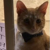 Mačke se "zavoljele" gledajući se kroz prozor