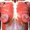 Fotografija koja pokazuje anatomiju mišića ženskih grudi postala viralna
