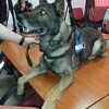 U akciji hrvatske policije pas As pronašao zakopano bure s drogom