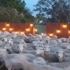 Nenajavljena posjeta: 200 ovaca završilo u dvorištu jedne porodice u Kaliforniji