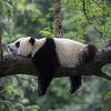 Novi nacionalni panda park u Kini bit će tri puta veći od Yellowstonea