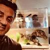 Sylvester Stallone još uvijek pazi dvije kornjače iz "Rockyja", sada imaju 44 godine