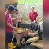 Uginuo Tam, posljednji mužjak sumatranskog nosoroga u Maleziji