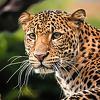 Leopard usmrtio dvogodišnje dijete u Južnoafričkoj Republici