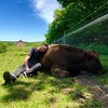 Grljenje krava je nova wellness terapija, cijena 300 dolara za 90 minuta