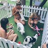 Gosti hotela na Baliju se mogu igrati sa spašenim psićima