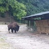 U Pionirsku dolinu stigli ogromni američki bizon, berberske ovce, mare i rakuni