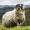 Preporuke u vezi klanja kurbana, zbrinjavanja mesa i otpada