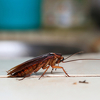 Žohari postaju otporni na insekticide, naučnici zabrinuti