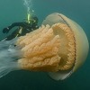 Meduza veličine čovjeka iznenadila morsku biologinju u Engleskoj