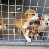 Sklonište za životinje pored Mostara brine o više stotina pasa