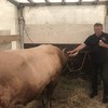 Bik Medonja ponovo pobijedio u borbama na Čevljanskoj koridi