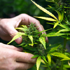 Luksemburg planira legalizirati proizvodnju i kupovinu kanabisa