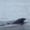 Delfin plivao i igrao se s meduzom