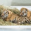 Zoološki vrt Schönbrunn postao privremeni smještaj za dva mala tigra