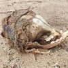 More izbacilo lobanju bez očiju na plažu u Velikoj Britaniji, utvrđeno da je riječ o foki