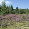 Planinari uživaju u prostranstvima mirisnog vrijeska na Rostovu i Kalinu