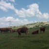 Podnesena žalba Energetskoj zajednici zbog ukidanja podsticaja za vjetroelektrane u RS-u