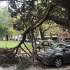 Olujno nevrijeme u Mostaru lomilo stabla, oštećeno nekoliko automobila