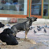 Dogs Trust: Zaustaviti novo eskaliranje problema pasa lutalica u Sarajevu