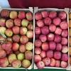 Od proizvodnje jabuka se može zaraditi, ali mladi ne žele, neke sorte su pred izumiranjem