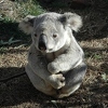 Tužan prizor obišao svijet: Koala koja je otkrila da su srušili njen dom