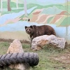 Kako žive stanovnici zoo vrta u Tuzli: Za majmuna čaj s medom, a medvjedu voće