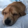 Simpatično štene kojem rep raste na glavi oduševilo spasitelje životinja u SAD-u