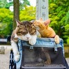 Upoznajte mačke koje obilaze Japan u ruksaku svog vlasnika