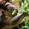 Australija: Koale "funkcionalno istrijebljene" nakon što su im požari uništili 80 posto staništa