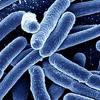 Naučnici razvili soj bakterije E. coli koja "jede" ugljendioksid