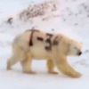 Polarni medvjed s oznakom T-34 ispisanom sprejem šokirao Ruse