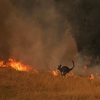 Novi val zastrašujućih požara u Australiji guta kuće i vozila
