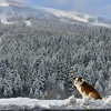 Na Bjelašnici jutros izmjereno minus 15 stepeni