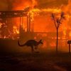 Više od 480 miliona životinja smrtno stradalo u požarima u Australiji
