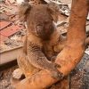 U Australiji u požarima uginulo 25.000 koala, izgorjela trećina Otoka klokana