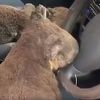 Video kruži internetom: Uplašene koale odmaraju u automobilu nakon što su spašene iz požara