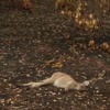 U Australiji počelo ubijanje smrtno povrijeđenih kengura