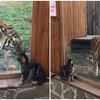 Susret mačke i velikog tigra rastopit će i najtvrđa srca