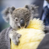 Na lokaciji za sječu drva okrutno ubijen veliki broj bespomoćnih koala
