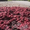 U BiH se sadi i proizvodi sve manje žitarica, povrća, ali i voća