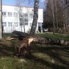 Jak vjetar obarao stabla u Bihaću i prouzrokovao probleme u gradu