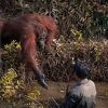 Orangutan pružio ruku kako bi pomogao čovjeku u rijeci
