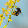 Bumbari izumiru zbog pesticida i klimatskog haosa koji ih je snašao