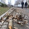 Vandali uništili drvored u blizini Olimpijskog bazena u Sarajevu
